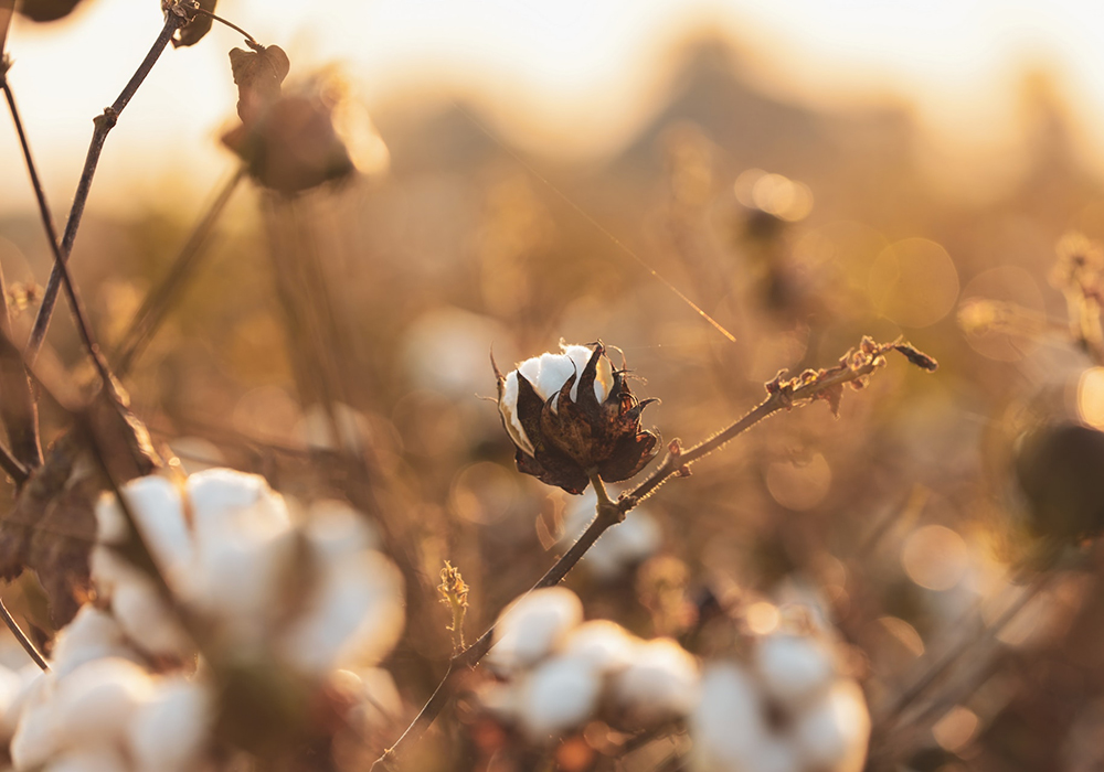 Material och skötsel